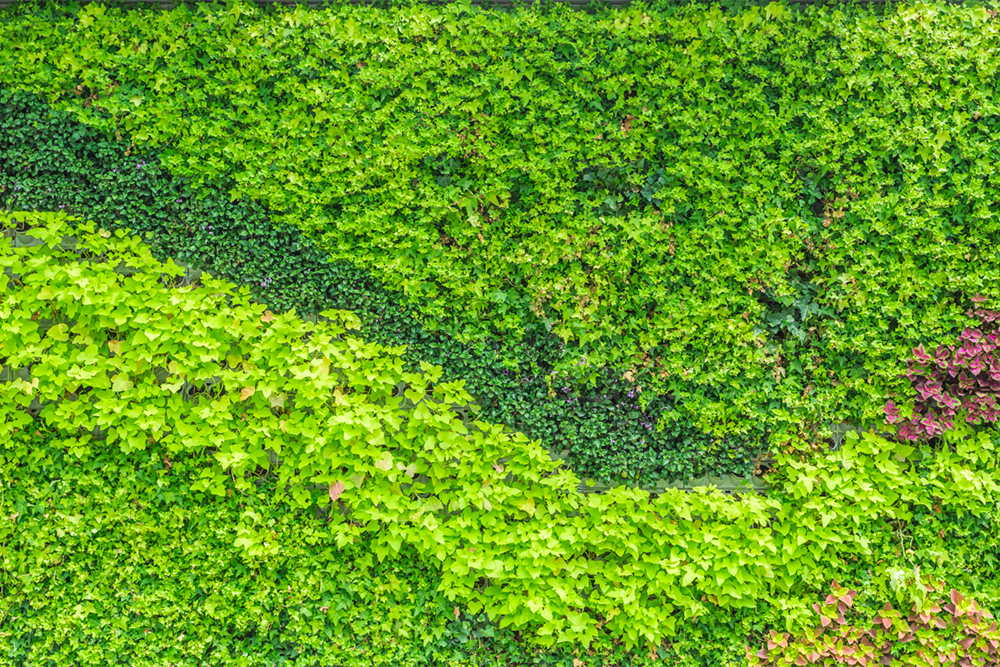 Why Groundcover Is Your Commercial Property's Best Friend