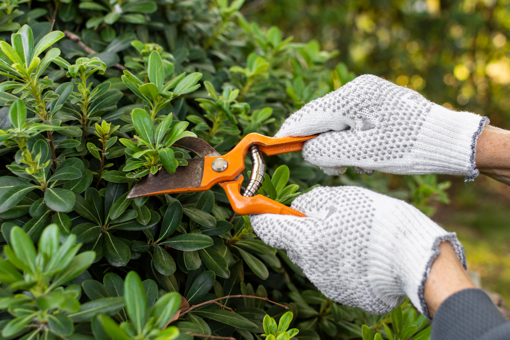 Essential Pruning Tips for Central Florida Commercial Properties