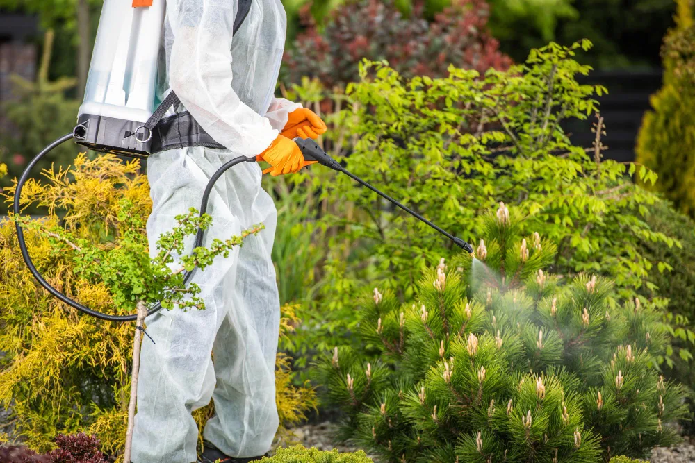 How to Remove Pests and Diseases From Your Trees and Shrubs