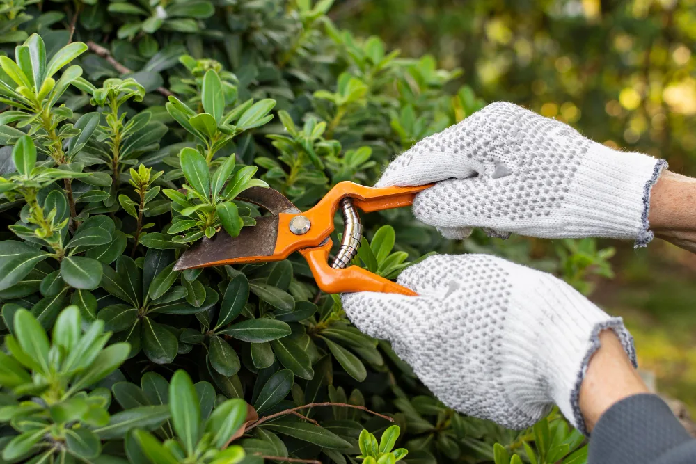 Essential Pruning Tips for Central Florida Commercial Properties